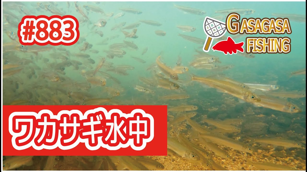 今年の琵琶湖ワカサギは元気かな？身近な河川のワカサギを水中で見てみると！