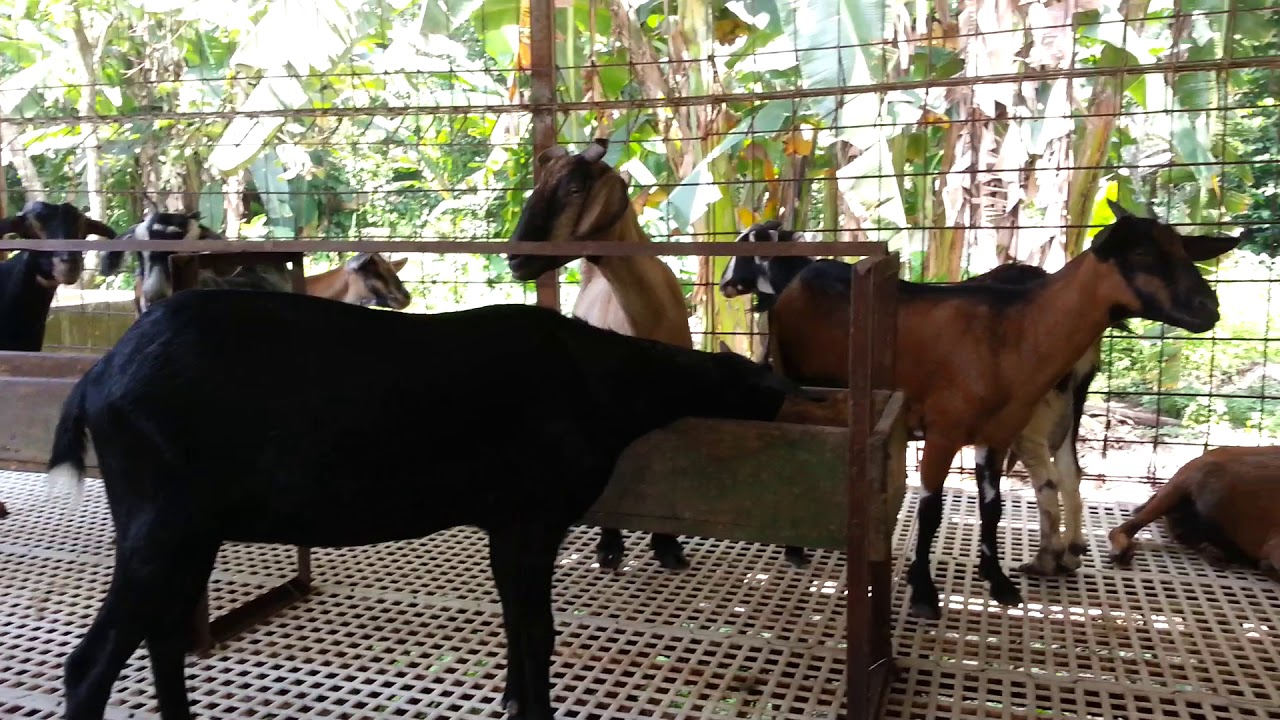 Peternakan kambing kacang galur murni di FAMILY FARM