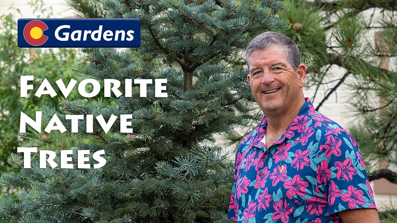 Favorite Colorado Native Trees for Front Range Landscapes