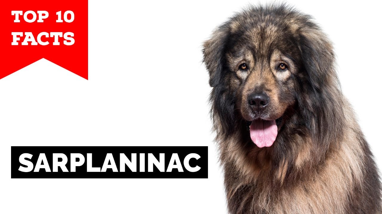 Sarplaninac - Top 10 Facts