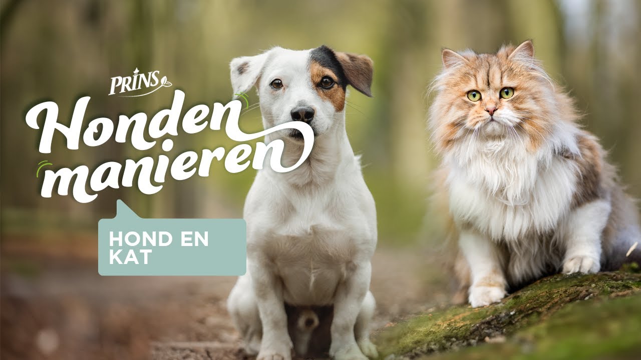 Hondenmanieren Q&A: Hond en kat, samenleven zonder gedoe!