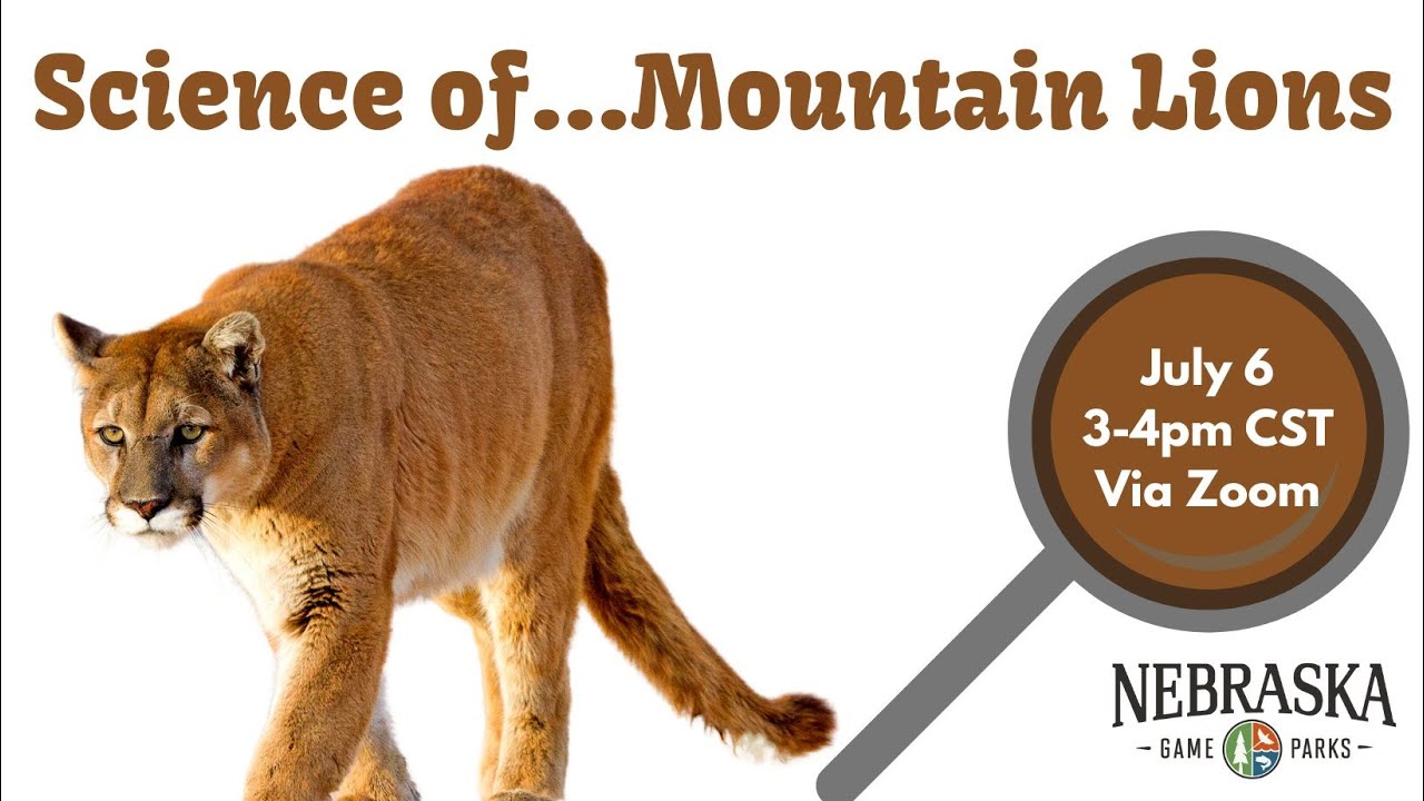 Science of...Mountain Lions