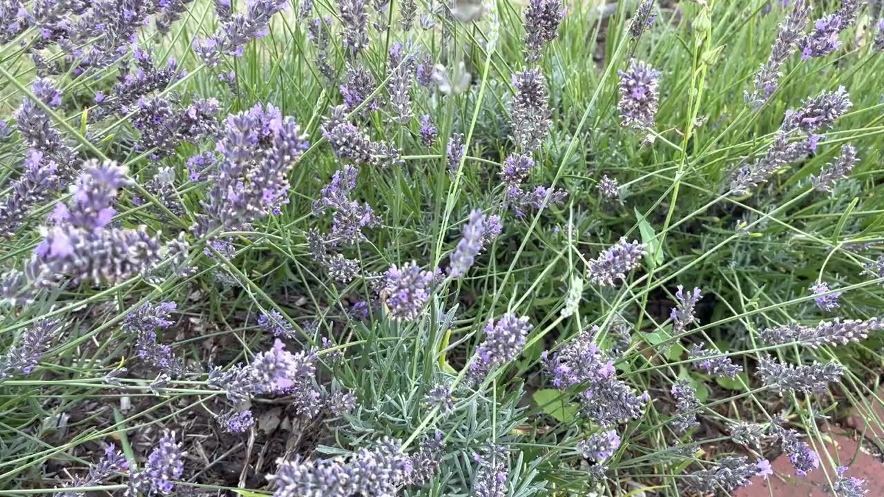 Ein Hummelparadies in meinem Garten 🐝