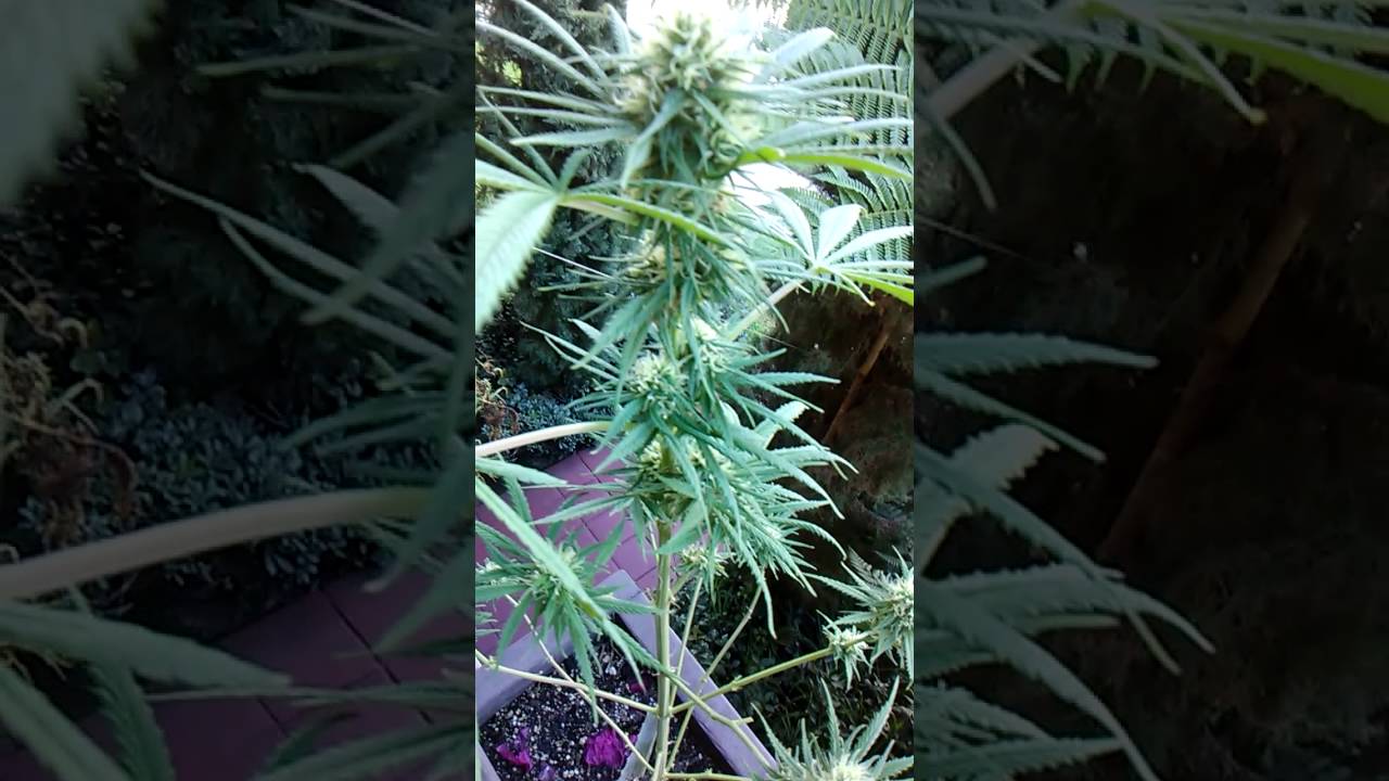 Outdoor weed grow purple kush
