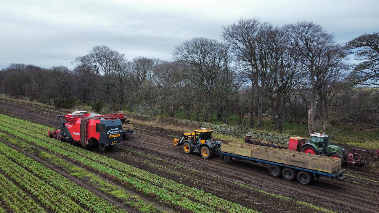 Stewarts of Tayside lifting neeps