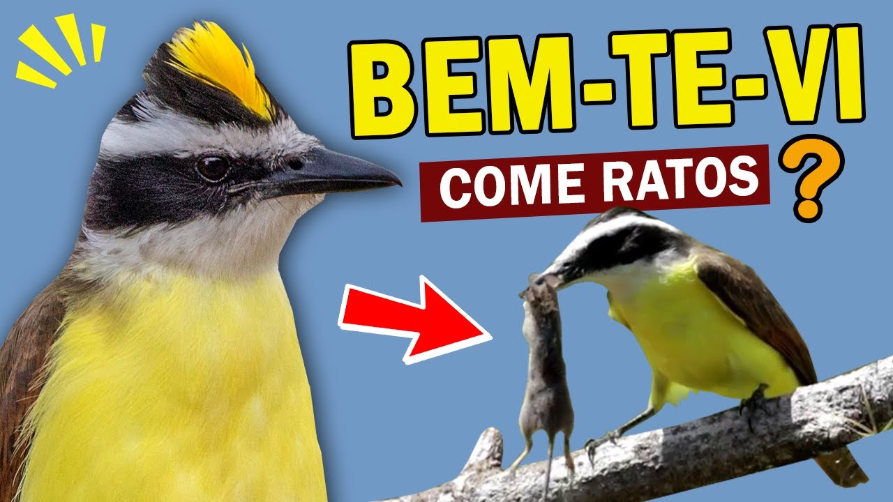 TUDO sobre o BEM-TE-VI: ELE COME RATOS? Quantas esp&eacute;cies de bem-te-vis existem? CANTOS do BEM-TE-VI