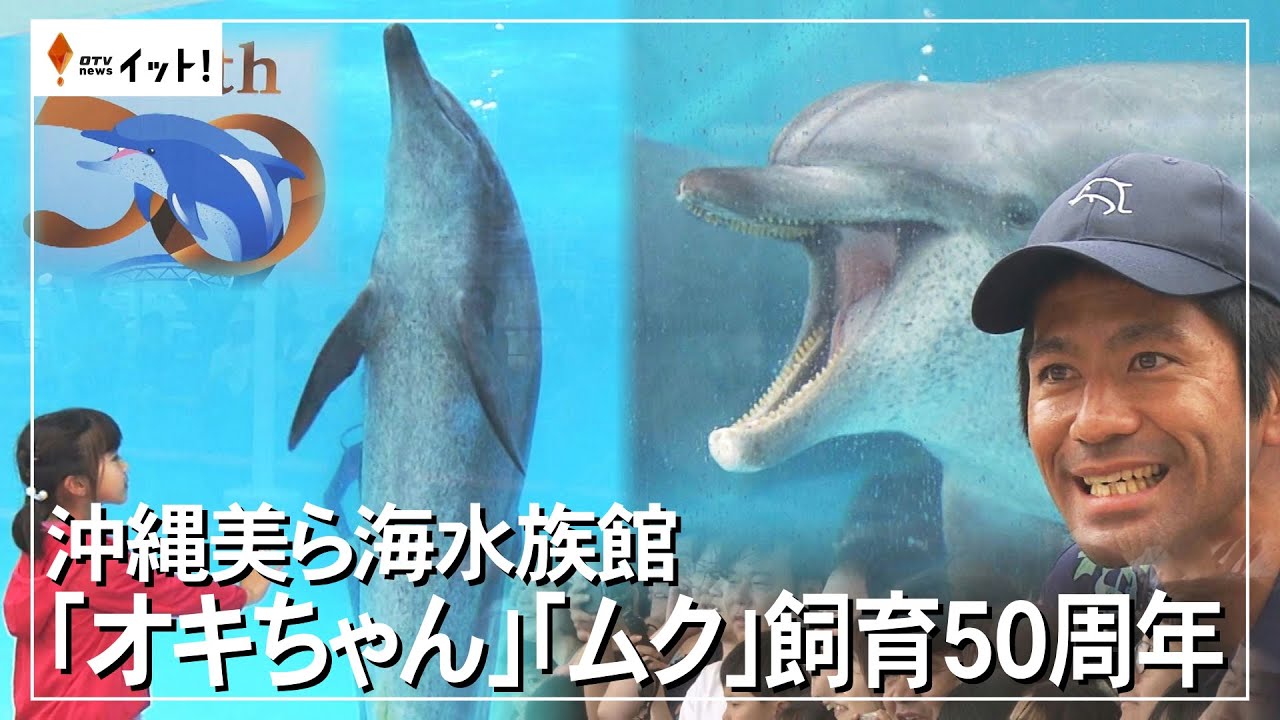 沖縄美ら海水族館「オキちゃん」「ムク」飼育50周年（沖縄テレビ）2025/5/06