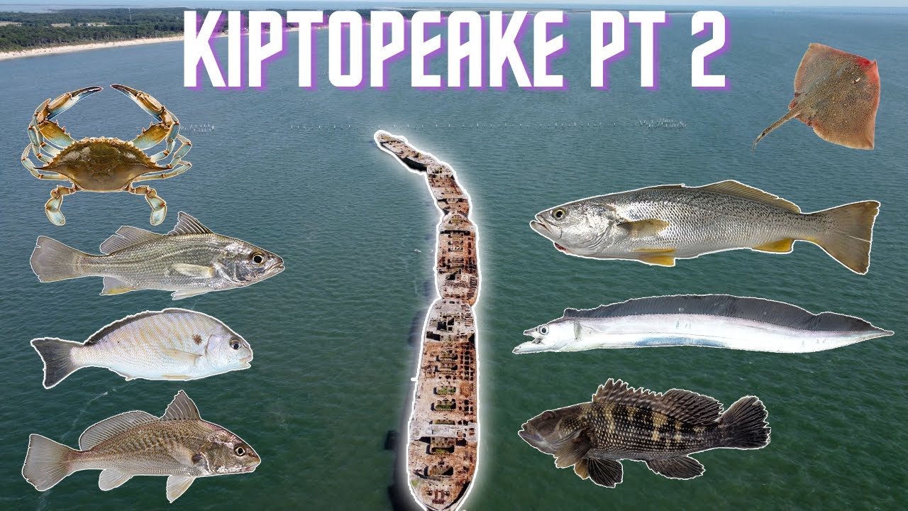 Fishing Kiptopeake Pier Pt 2 | Chesapeake Bay VA (Crab, Weakfish, Ribbonfish, Spot, Croaker, Perch)