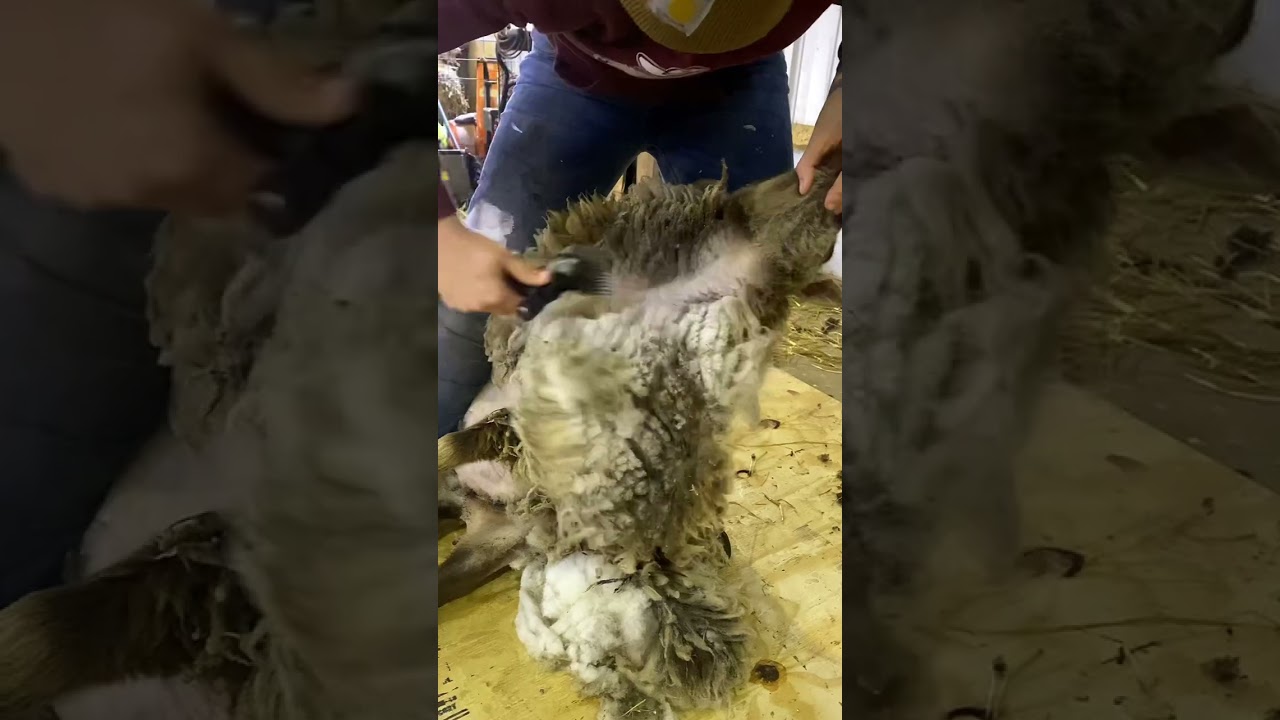 Macchiato - The Shetland Sheep Shearing