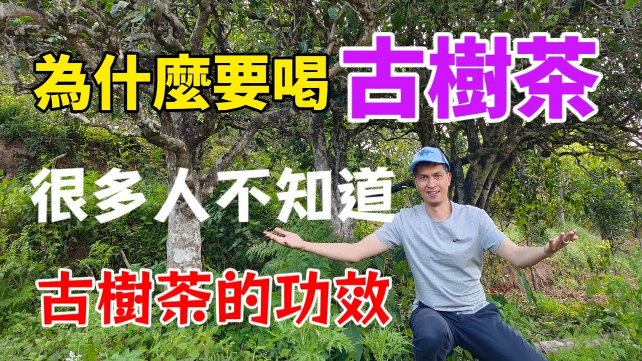 同是普洱茶，古樹茶為什麼貴幾十倍，懂茶人都愛古樹普洱茶，原來功效這麼驚人。