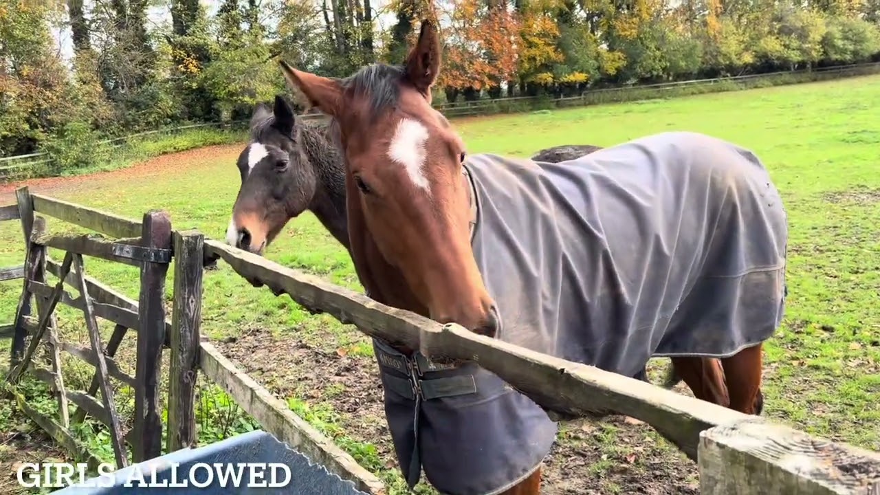 Gallops 01/11/2025- Birkett Racing