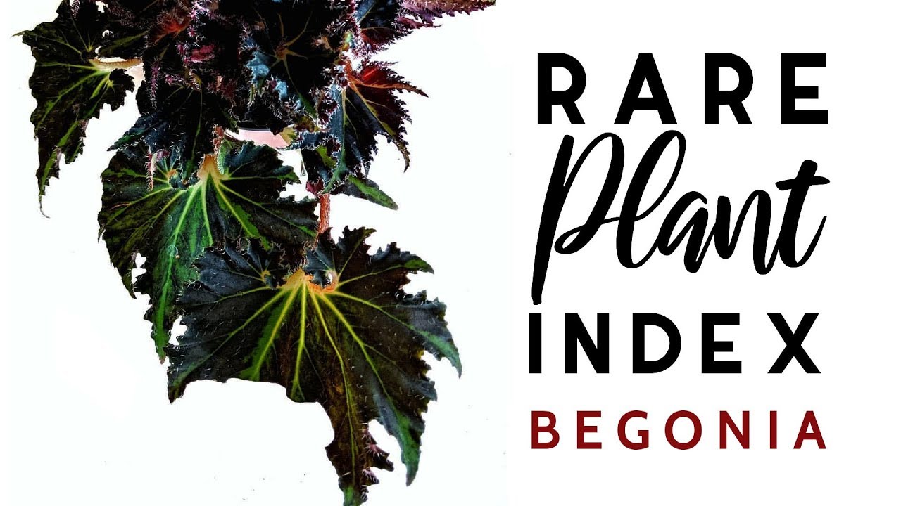 Rare Plant Index #6 |  Begonia | Uncommon to Extremely Rare Plants!