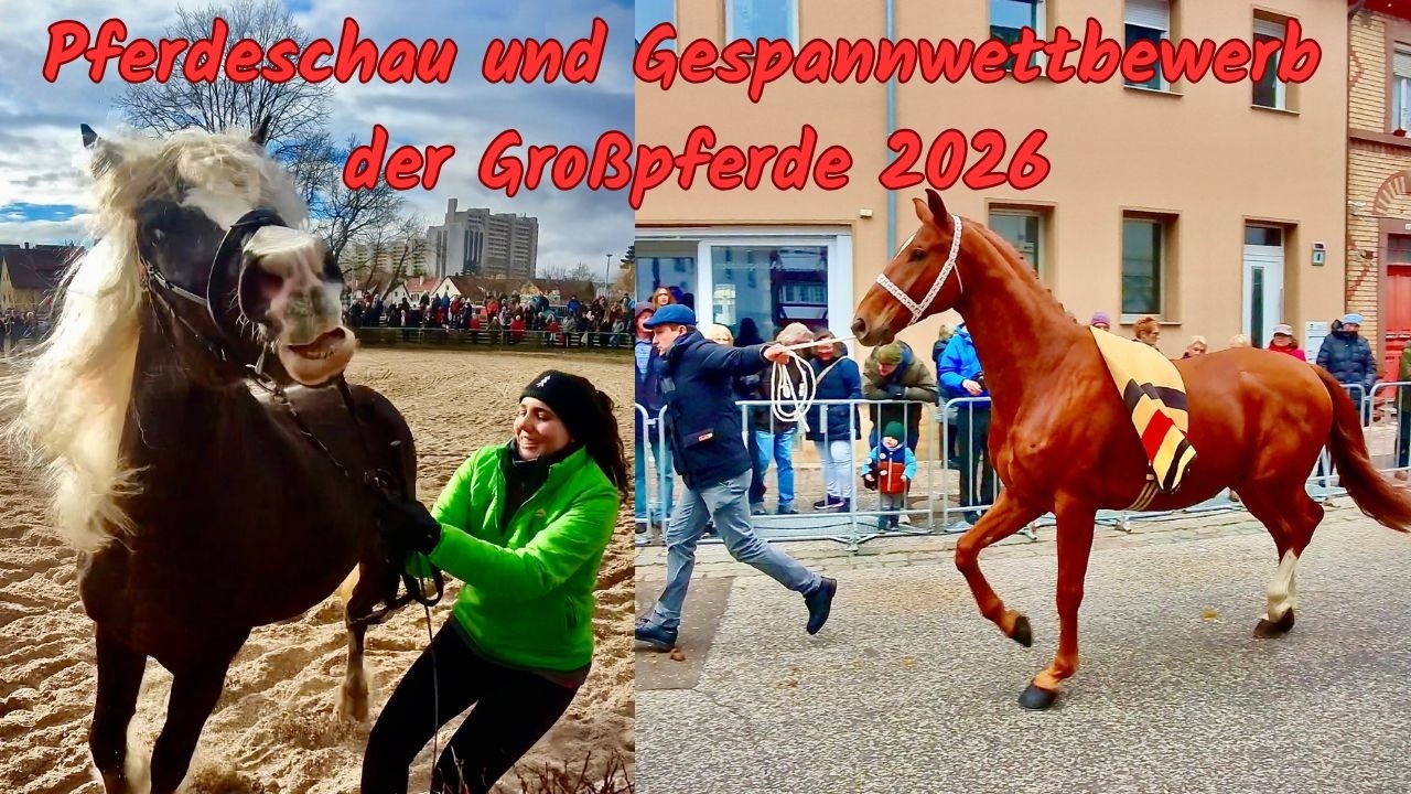Leonberger Pferdemarkt 2026 🏆 Pferdeschau und Gespannwettbewerb der Gro&szlig;pferde