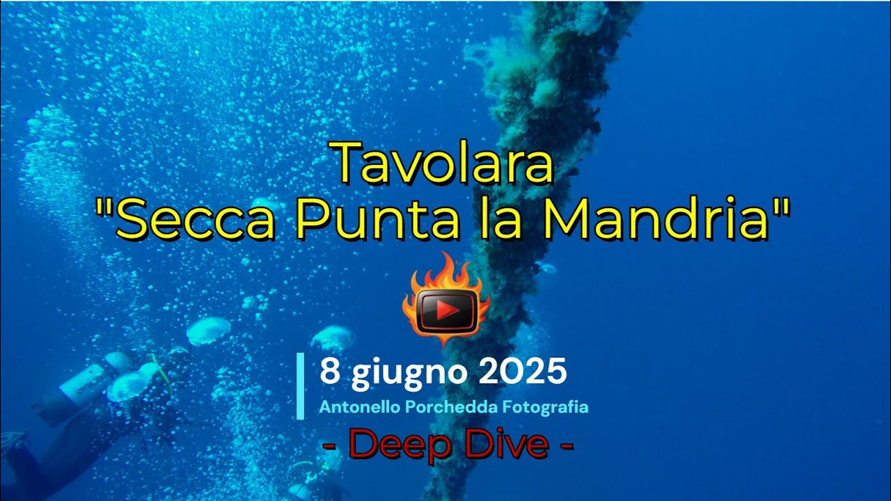 🔱 #RECDIVER 🔱Immersione tra le Gorgonie rosse.  Secca la Mandria - Tavolara 2025