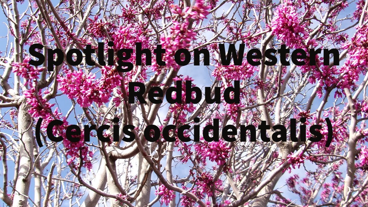 Spotlight on Trees: Western Redbud (Cercis occidentalis)- 5/2/23- Laguna Mountains- San Diego Co.