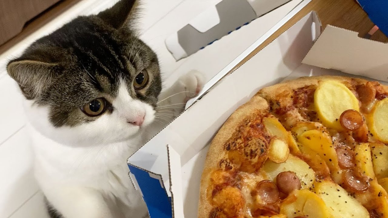 生まれて初めてピザを見た猫の様子が可愛すぎる！