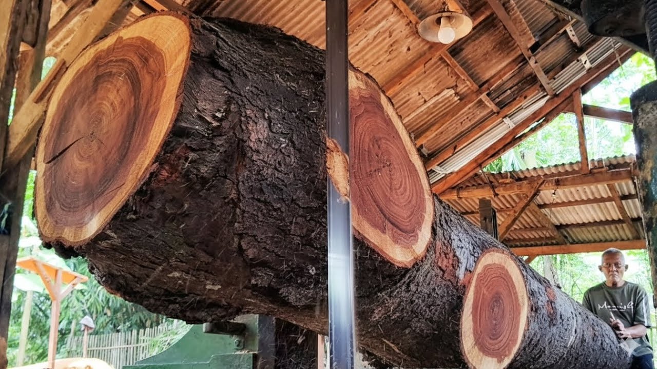 Sawing aru wood, which is a rare wood, into quality boards