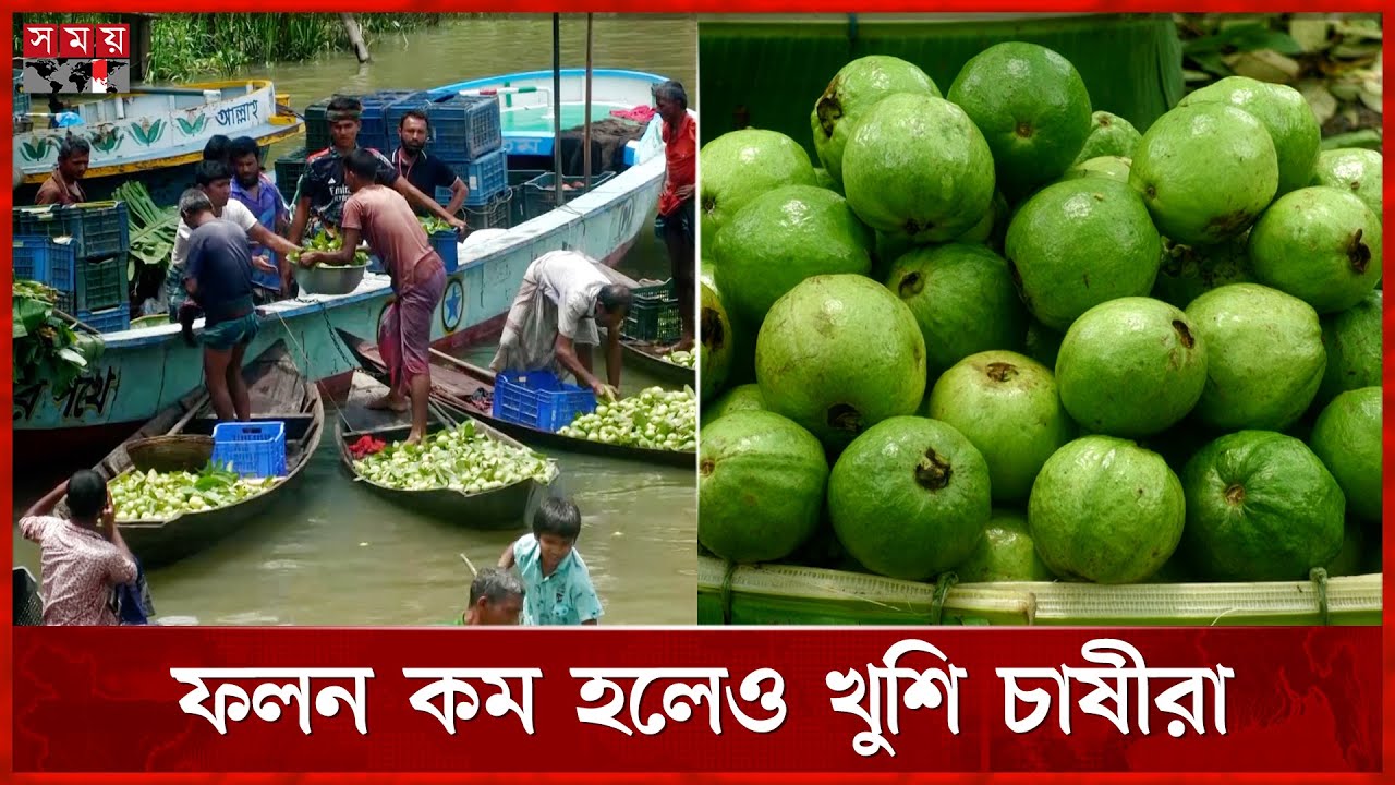 ভরা মৌসুমে চলছে পেয়ারার বেচাকেনা | Guava Market | Bhimruli | Jhalokathi | Somoy TV