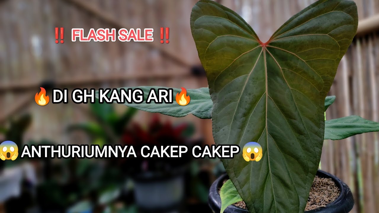 ‼️ FLASH SALE ‼️ DI GH KANG ARI🔥🔥🔥