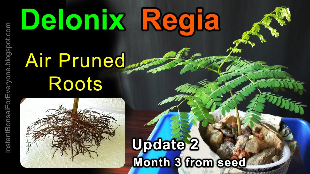 Air Pruned Roots Of Delonix Regia Seedling / Royal Poinciana / Gulmohar Tree For Bonsai