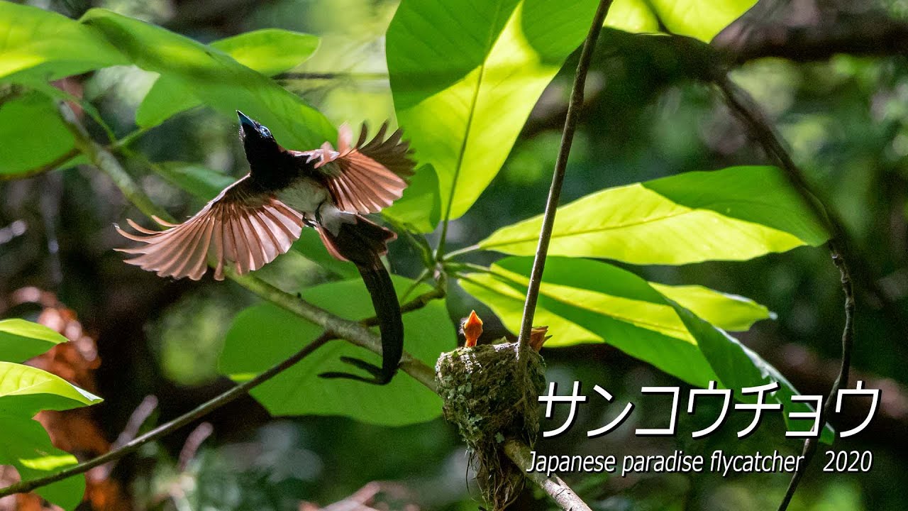 【サンコウチョウの子育てドキュメント2】 サンコウチョウ Breeding record of Japanese Paradise Flycatcher 2020 birds feeding