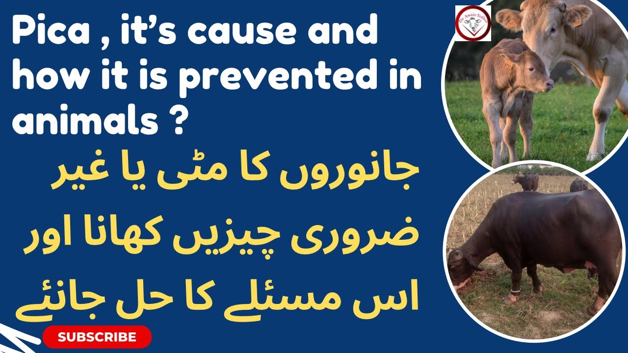 Pica Disease in cattle/buffalo || Pica disease treatment in cattle || Pica in calves/ Allotriophagia