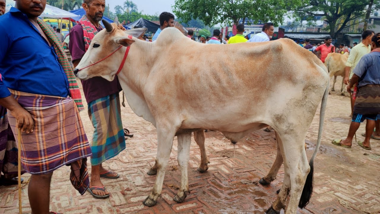 ইন্ডিয়ান বলদ গরুর দাপট 🐃 | জয়পুরহাট জেলার পাঁচবিবি গরুর হাট | ১২ আগস্ট ২০২৫