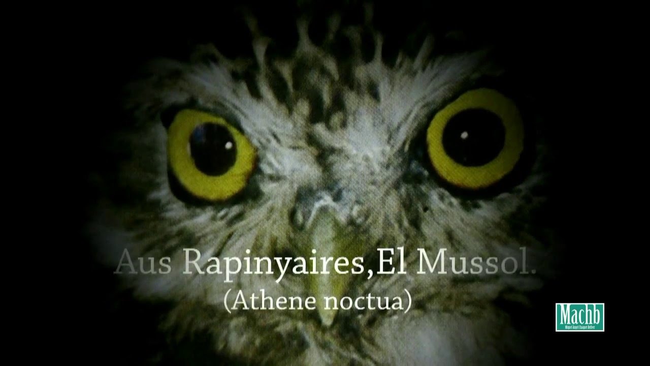 Aus rapinyaires.El Mussol.