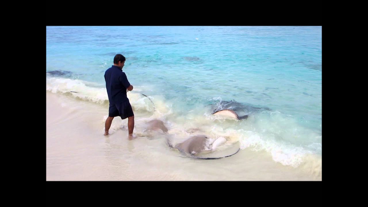Feeding the Rays at Reethi Beach Resort, Maldives