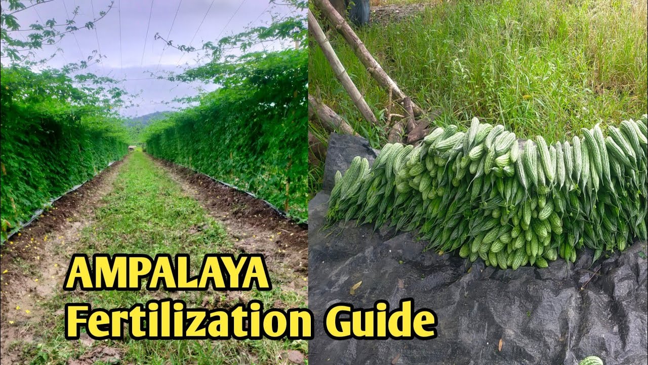 FERTILIZATION GUIDE SA AMPALAYA
