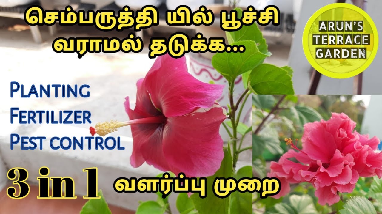 செம்பருத்தி செடி வளர்ப்பு | hibiscus grow in terrace garden  | in tamil | Arun's terrace garden