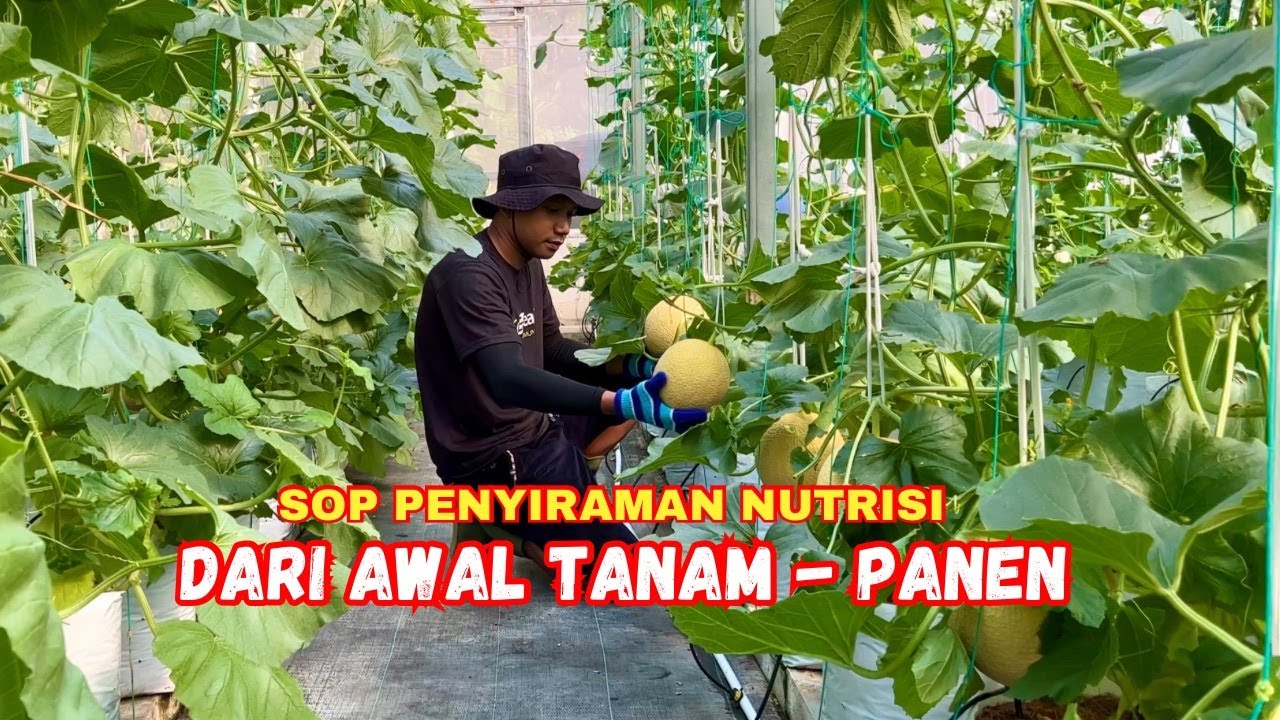 Penyiraman tanaman melon hidroponik irigasi tetes / fertigasi - CARA MENANAM MELON