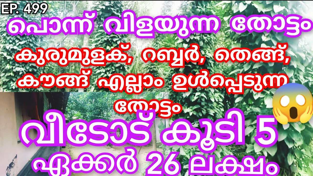 EP:499 |ഒരു മൊതല് 5 ഏക്കർ തോട്ടം വീടോട് കൂടി വരുമാനം ഉള്ളത് ആവിശ്യക്കാർ ഉണ്ടോ👌#realestate