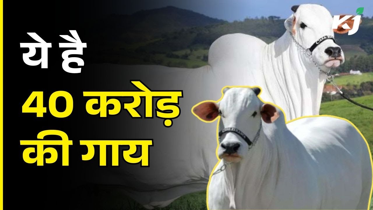 भारतीय गाय ने ब्राजील में 40 करोड़ रुपये में बिककर बनाया World Record, जानें इस नस्ल में क्या है खास