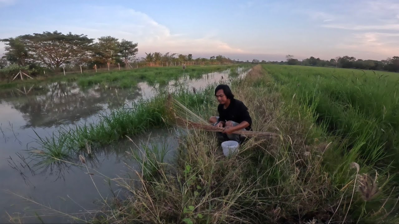 เจอแหล่งปักเบ็ดในนาข้าวหมายเด็ดหมายที่มีปลาไหลปลาช่อนแอบในกอช้าว