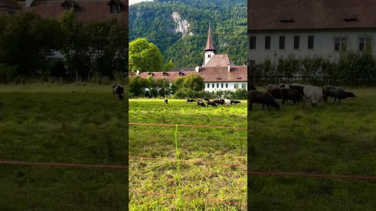 #interlaken #switzerland #mountains #4k