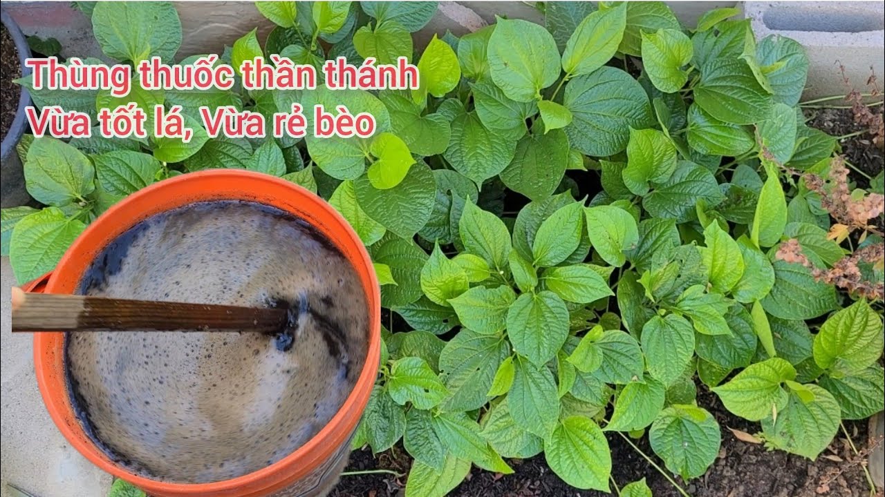 Cách Trồng Lá Lốt Siêu Tốt | Cách làm phân bón tưới cây ăn lá Siêu Tốt