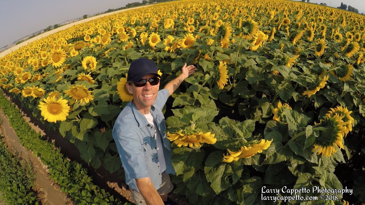 Sunflower Farm, Friend Farm Olathe, Colorado