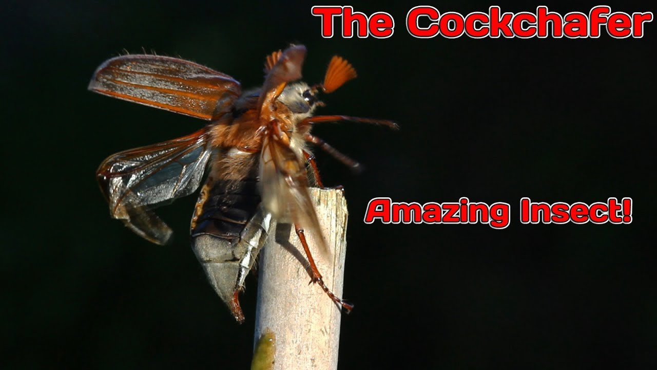 Amazing Insects! The Cockchafer!