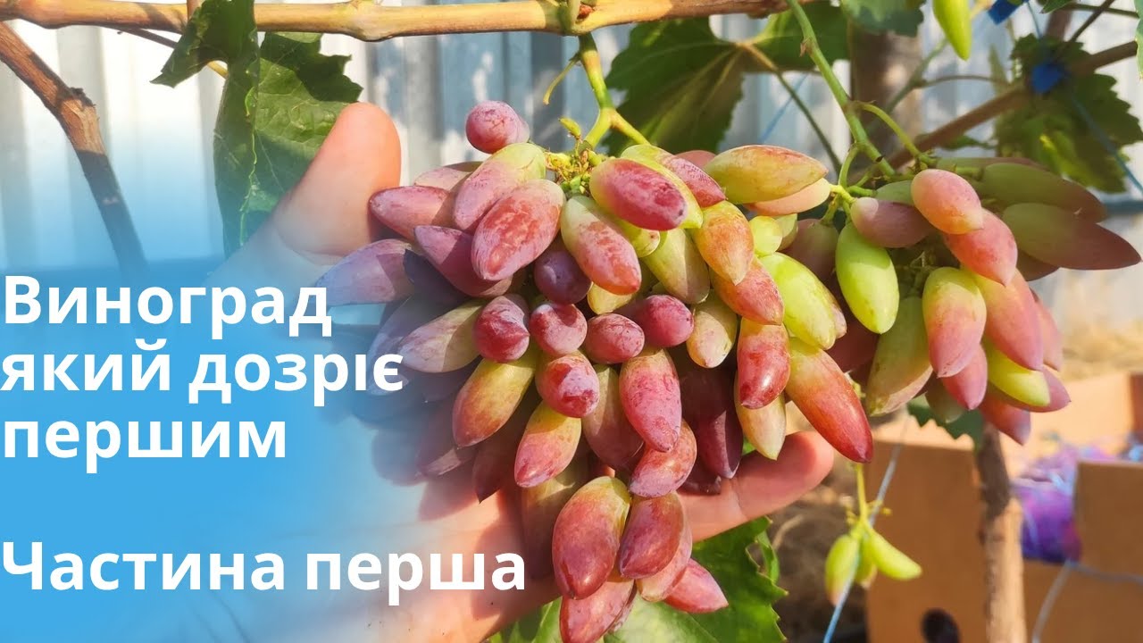 Огляд ультроранніх сортів винограду. Частина перша