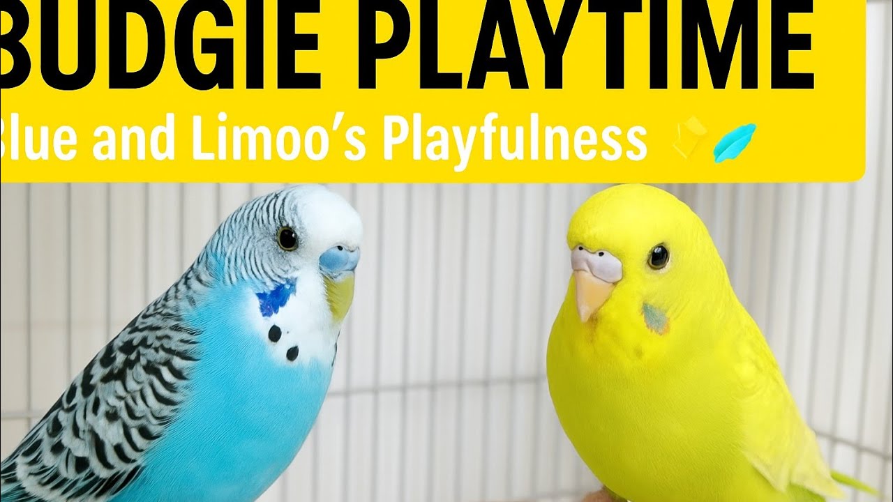 “Blue and Limoo’s Playfulness”✨️🪽