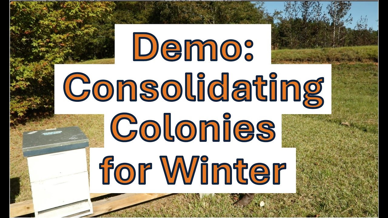 Demo 8: Consolidating colonies in preparation for winter