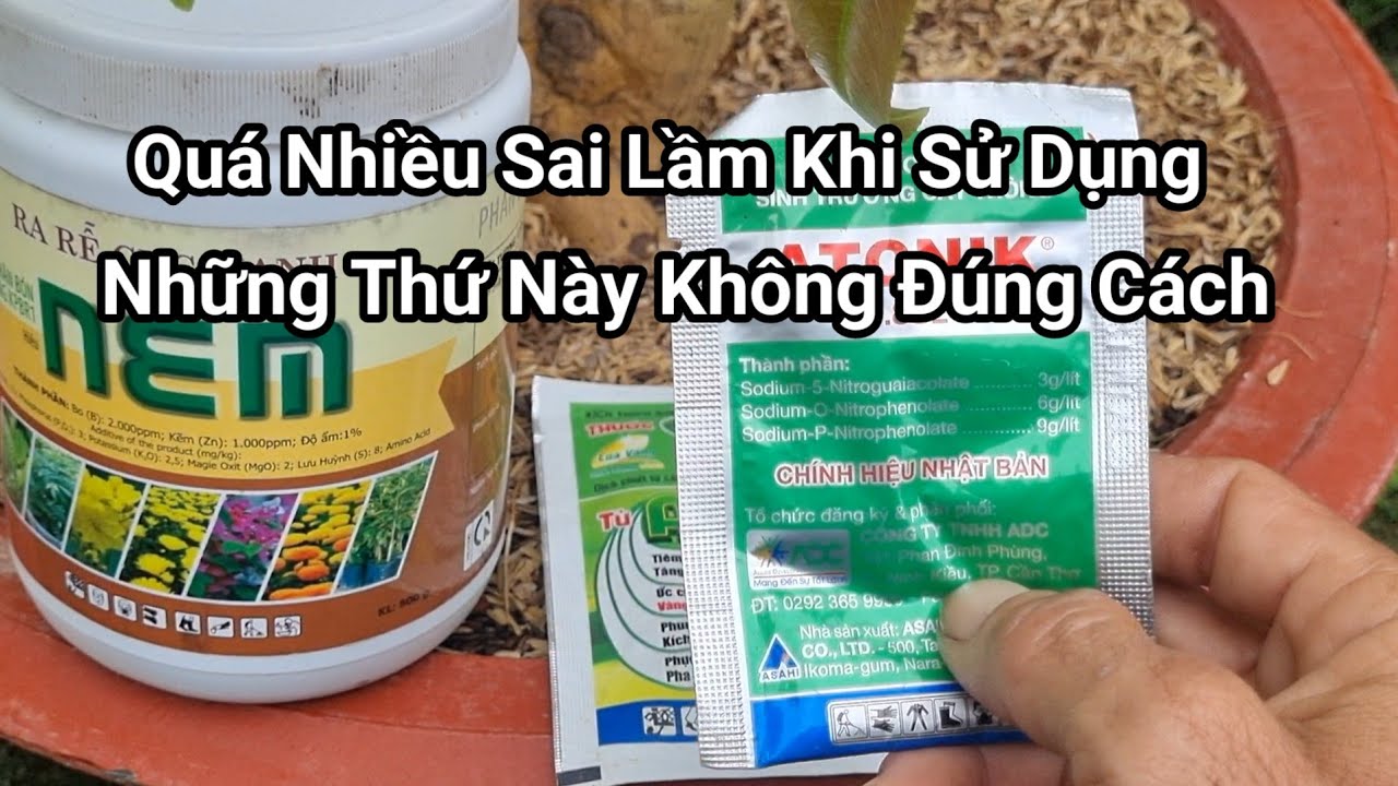 Muốn Cây Mai Phát Triển Xanh Tốt, Thì Phải Tưới Dưỡng Rễ Đúng Cách.