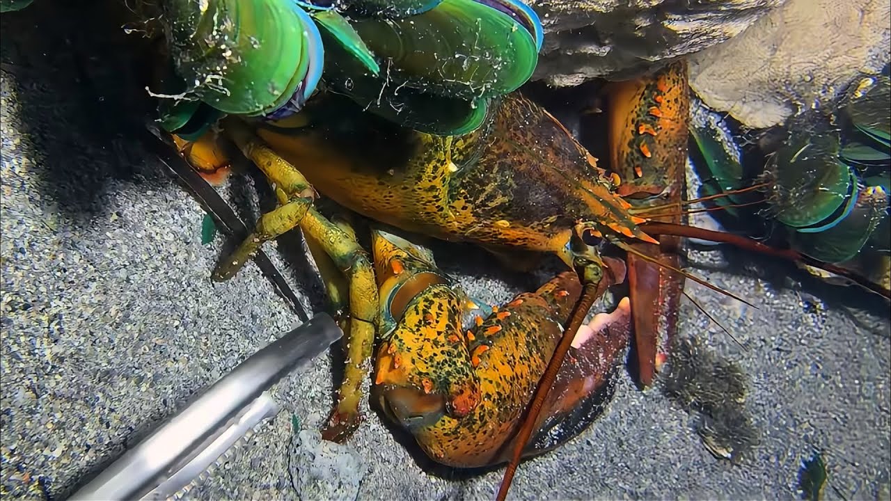 Diving to catch seafood, are there any creatures you like?  RQ081  #seafood  #crab #fishing