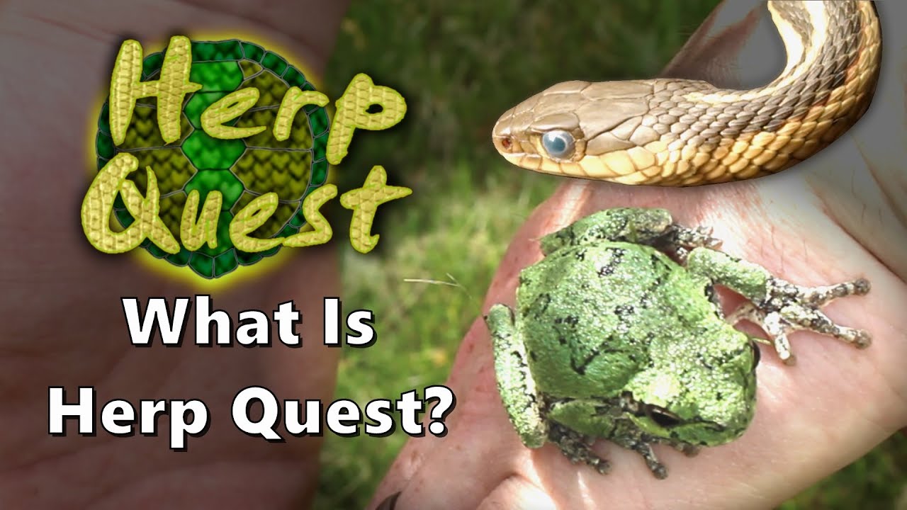 What Is Herp Quest? - Herp Quest #0 (Herpetology Education)