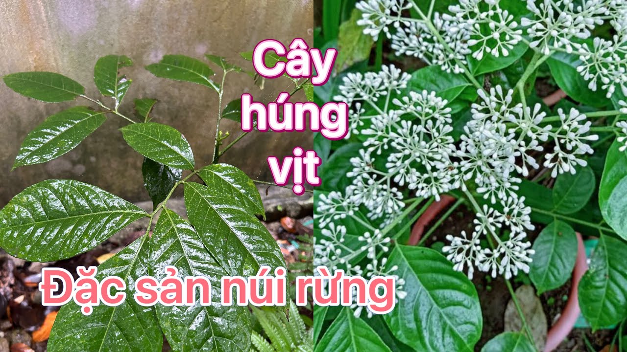 Cây húng vịt- loài dược liệu có mùi tinh dầu cực thơm vừa làm gia vị vừa làm thuốc quý 