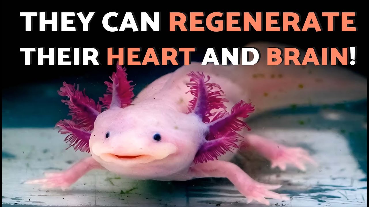 🦎✨This is the Magical AXOLOTL From MEXICO 🐸 In DANGER of EXTINCTION!