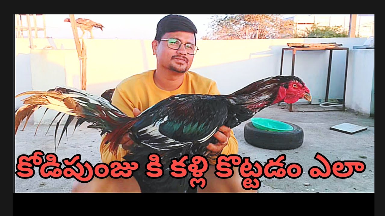కోడిపుంజుకి కల్లి కొట్టడం ఎలా