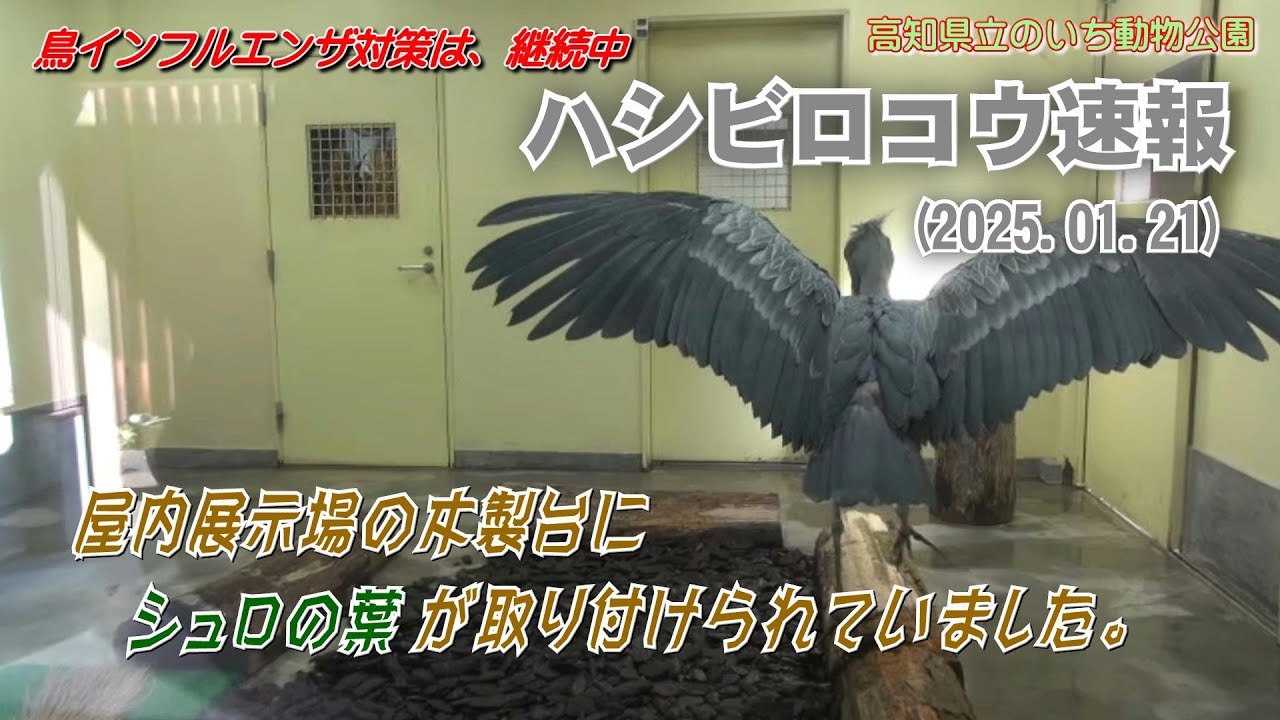 2025/01/21、鳥インフル対策は、継続中。今日の屋内展示場の当番はカシシちゃんで、木製台にはシュロの葉が取り付けられていました。【のいち動物公園、ハシビロコウ速報】