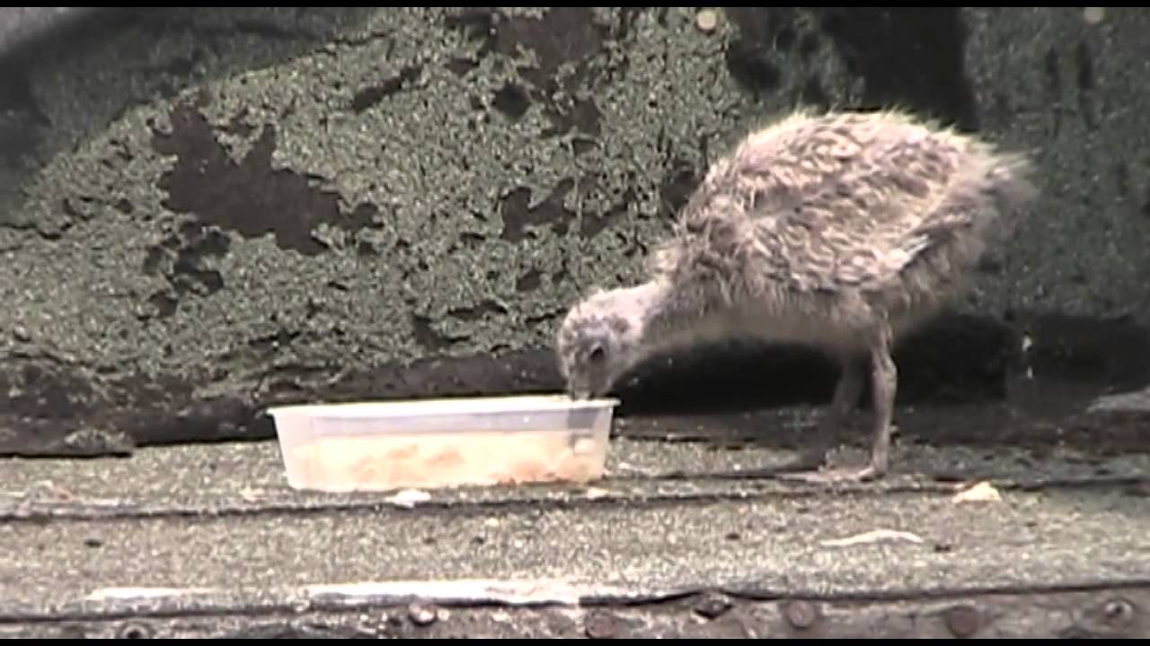 Seagulls 2013 - How we rescued a baby seagull